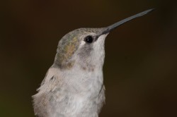 hummingbird-sonoran-desert-1