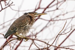 patient-night-heron