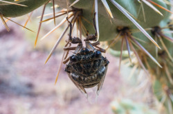 Spiny shelter on a cactus leaf.