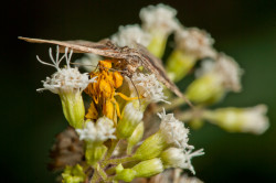 the-death-of-a-moth